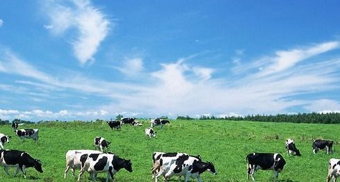 畜牧业与养殖业的本质区别及发展现状