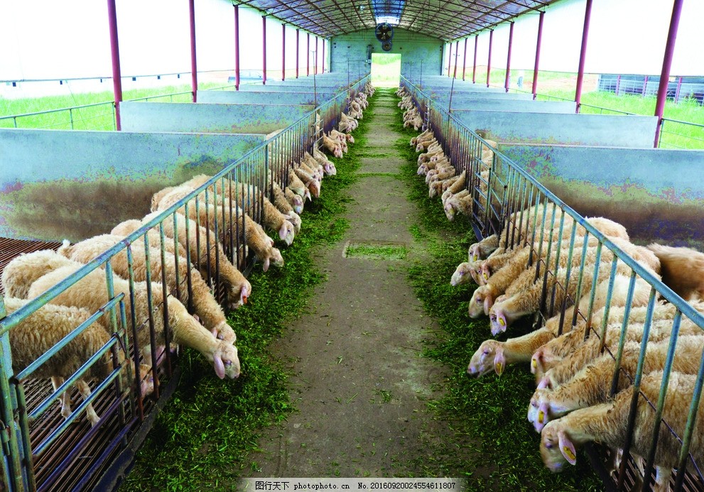 肉羊养殖场的科学管理与发展策略